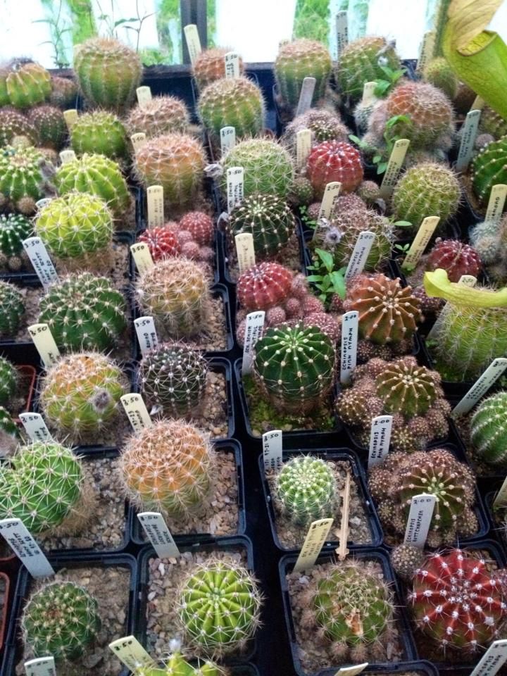 Kent and Conniseurs Cacti ( south east ) UK